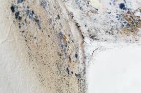 Best Mold Prevention Services  in Mills, WY